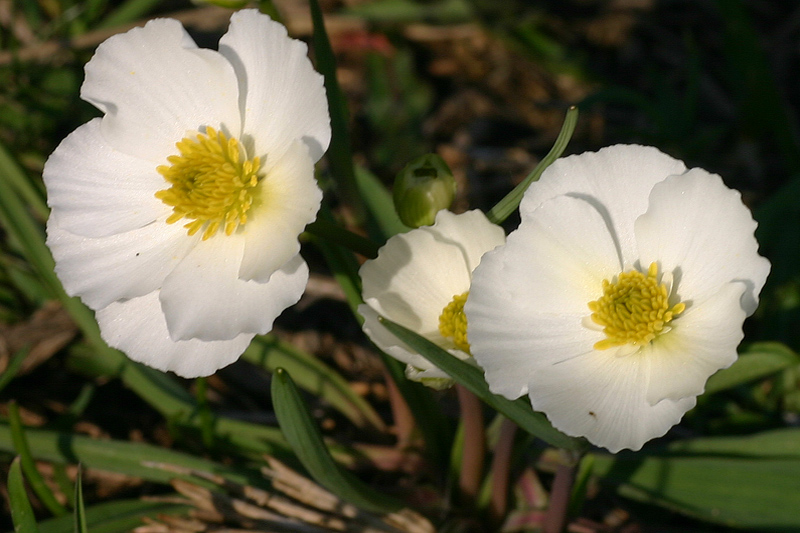 Ranunculus kuepferi (=pyrenaeus) / Ranuncolo dei Pirenei